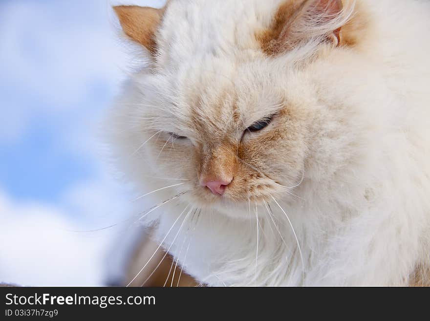 White cat portrait