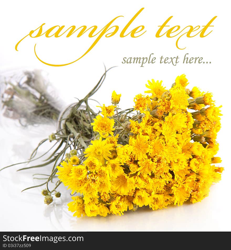 Yellow Flowers Isolated