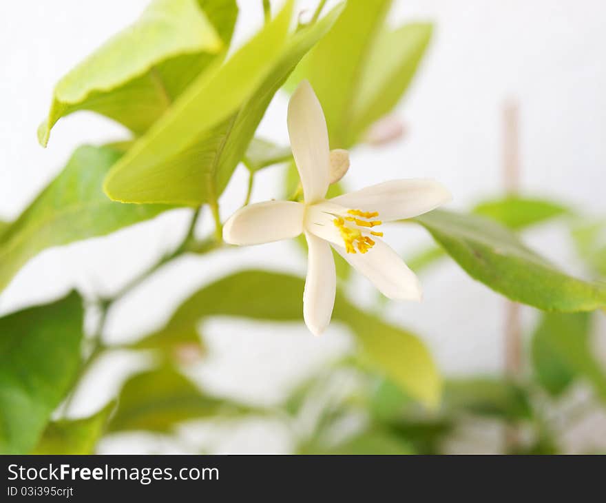 Citrus flower