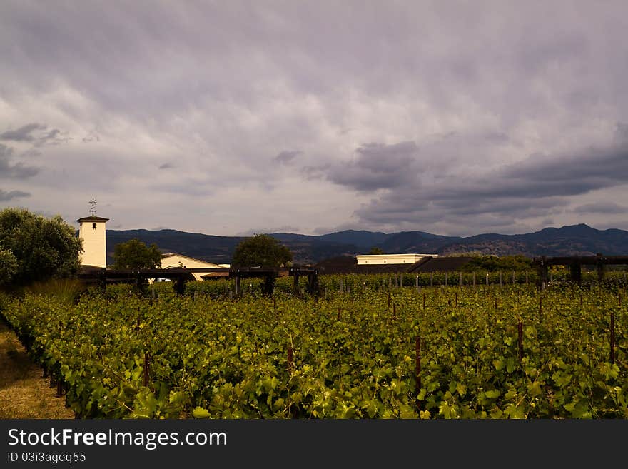 Green Vineyard and Dark Sky