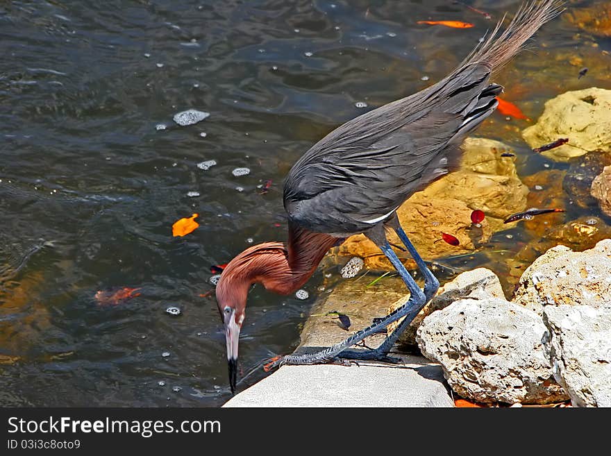 Reddish Egret Ding Darling Wildlife Refuge Sanibel Florida