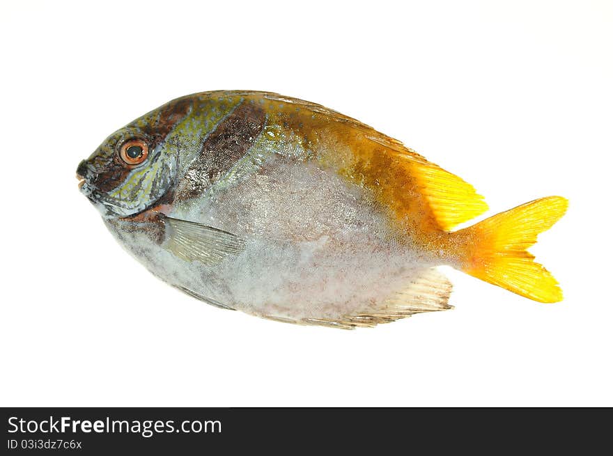 Fresh Trevally Fish Ready For Cooking. Image Is Isolated On White Background