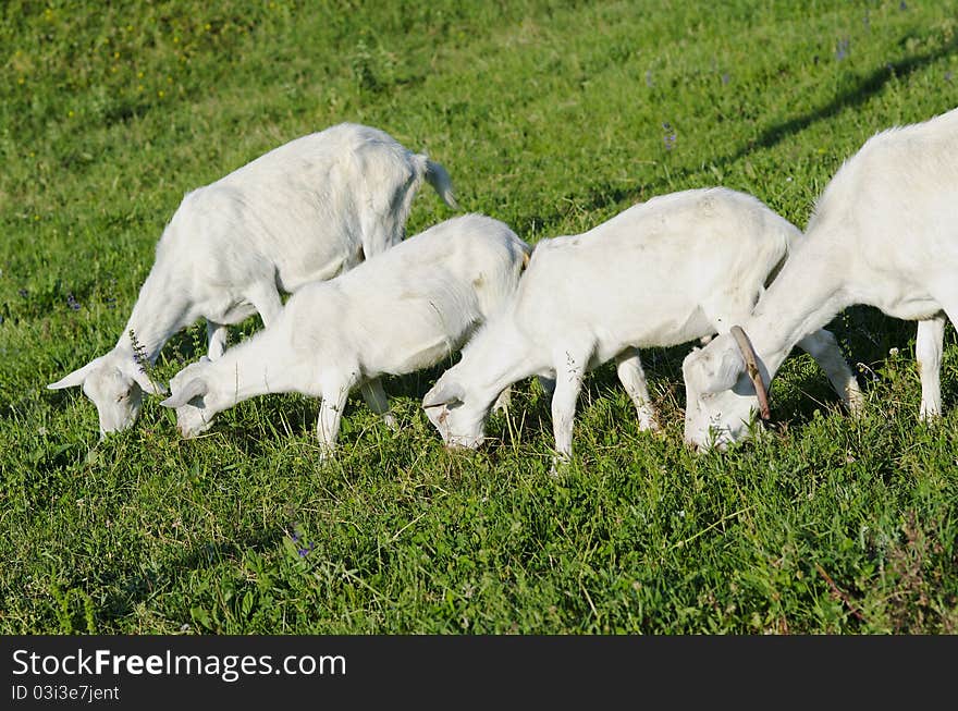 Young goats and sheep in pasture