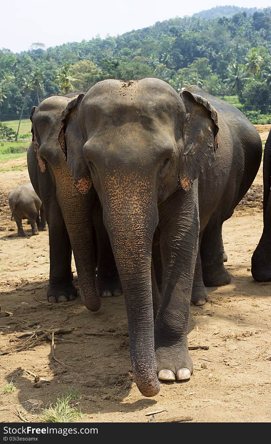 Elephants at Elephant Orphanage in Pinnawela, Sri Lanka