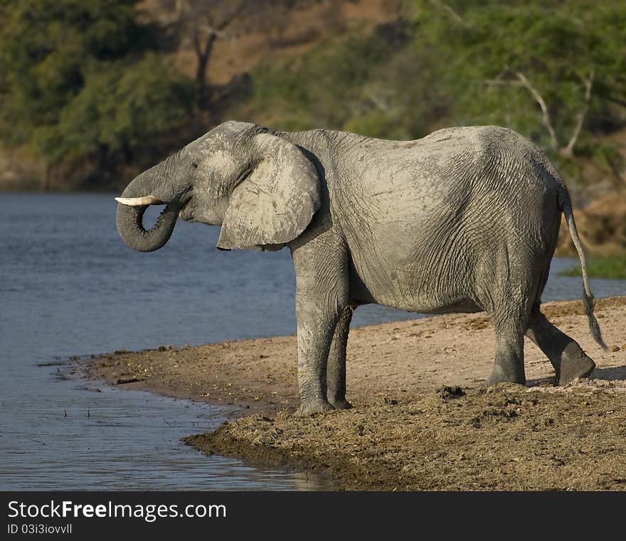 Elephant at water drinking on the Chobe river in Botswana, Africa