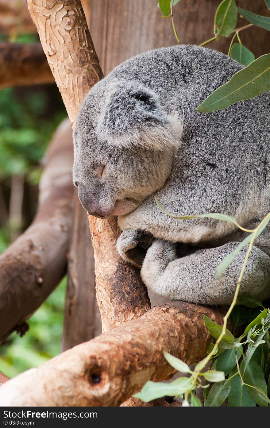 Sleepy koala bear naps through the day.