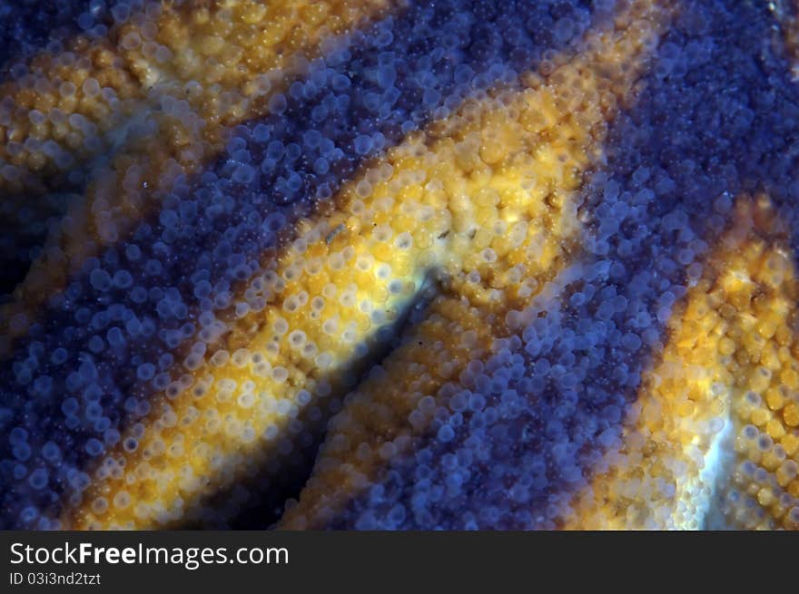 A close up of a sun flower sea star. A close up of a sun flower sea star.