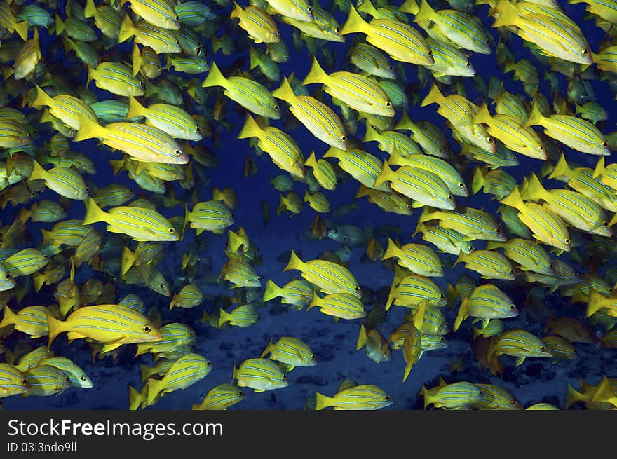 A school of blue striped snappers of the coast of Hawaii. A school of blue striped snappers of the coast of Hawaii