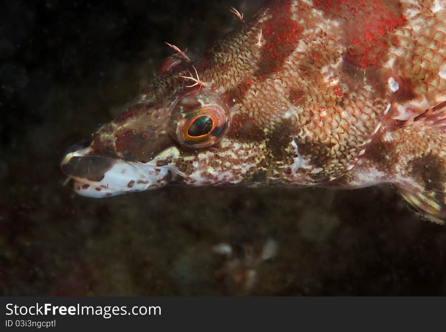 A close up of a painted greenling