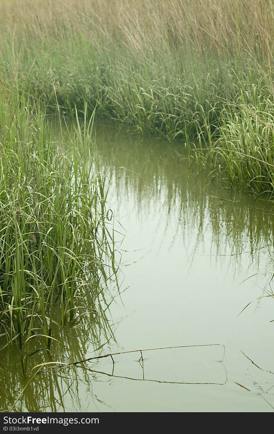 Grass growing in the marshland. Grass growing in the marshland