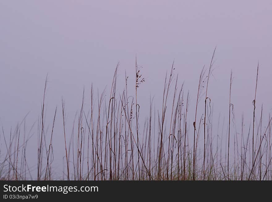 Sea Oats