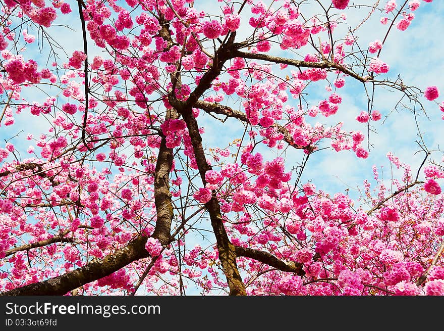 The park is in bloom's beautiful cherry blossoms