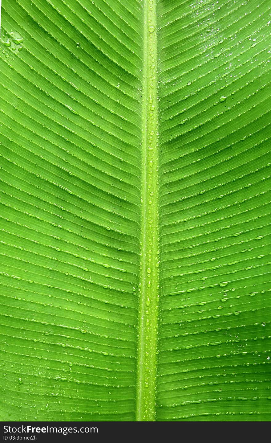 Texture of dew on banana leaves