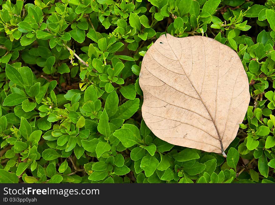 Dry Leaf In Summer