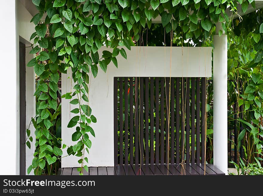 Vine and small green leaf. Vine and small green leaf