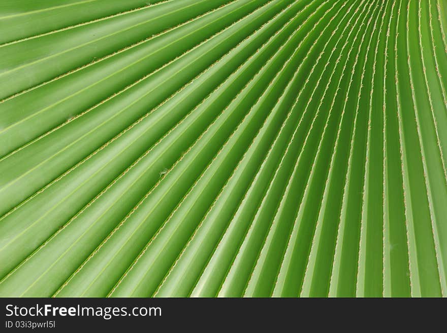 Texture and detail of palm leaves