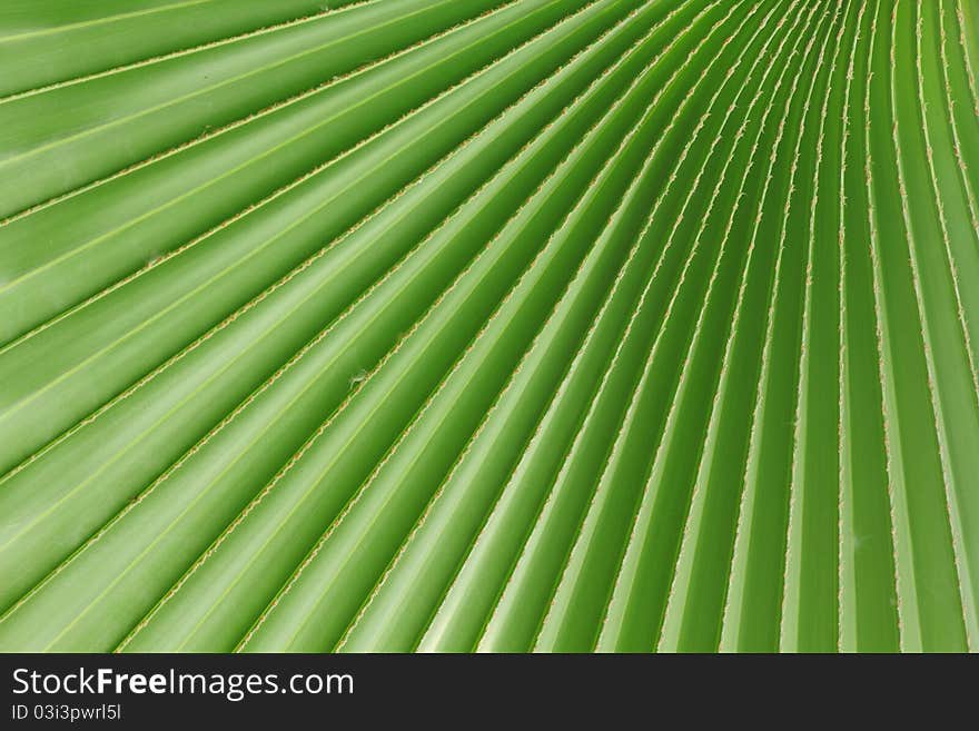 Palm leaves