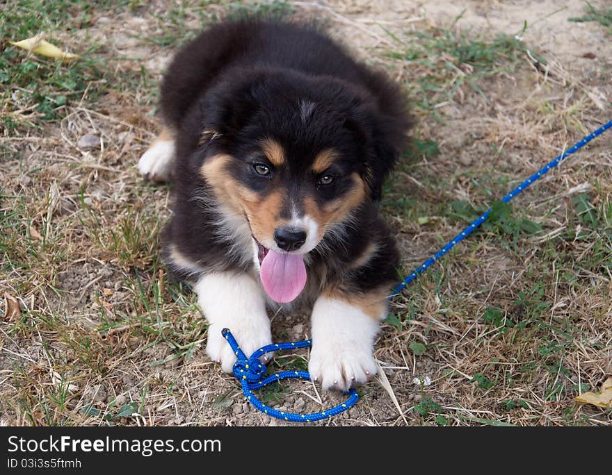 Puppy of Australian Shepherd dog in the garden