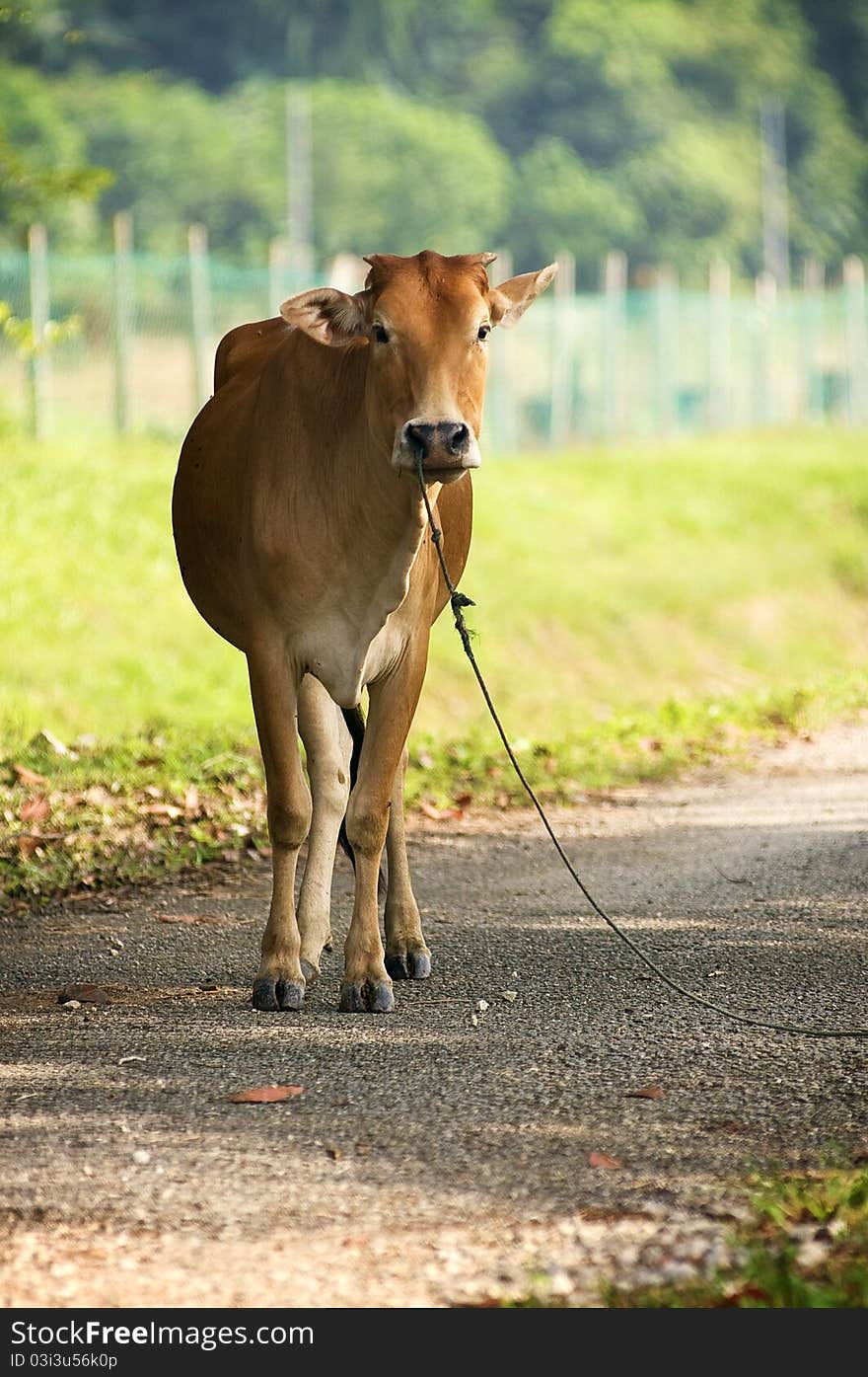 Brown cow stand on the road