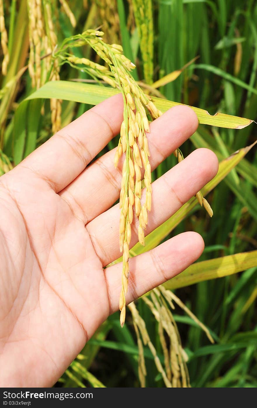 Close Up Ripe Paddy In Hand