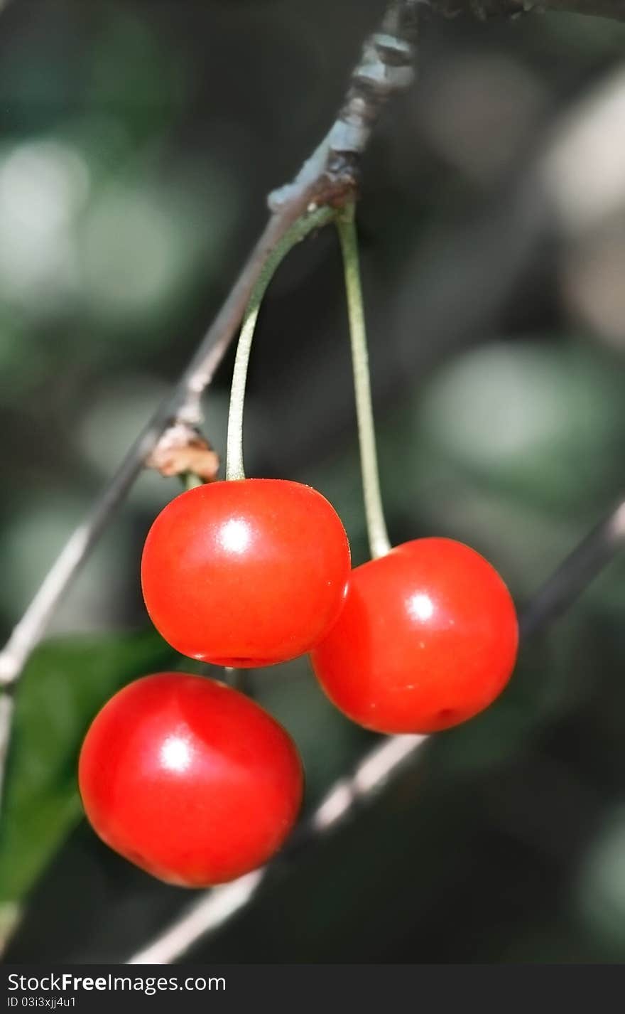 Close to beautiful cherry red on a dark background