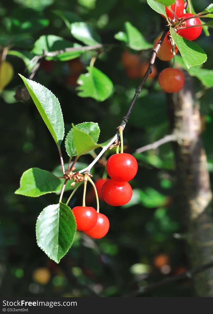 Close to beautiful cherry red on a cherry tree