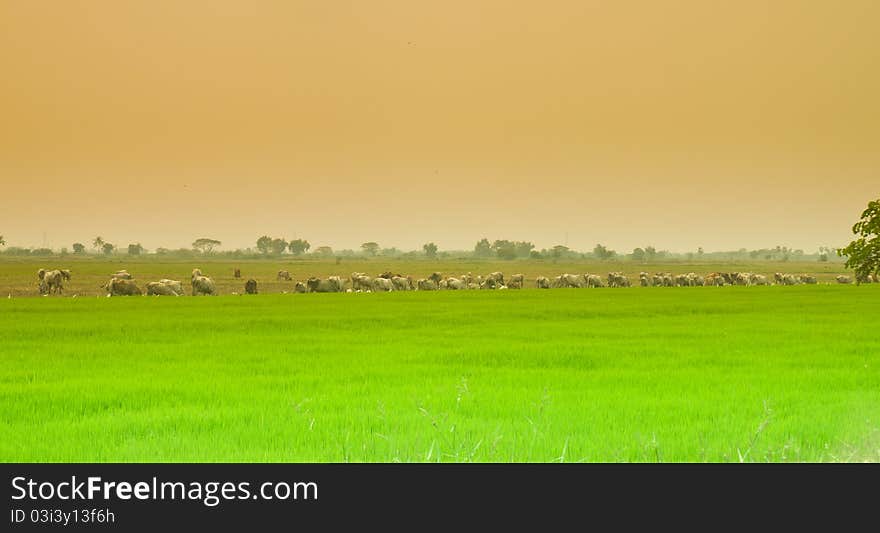 Cornfield and cow