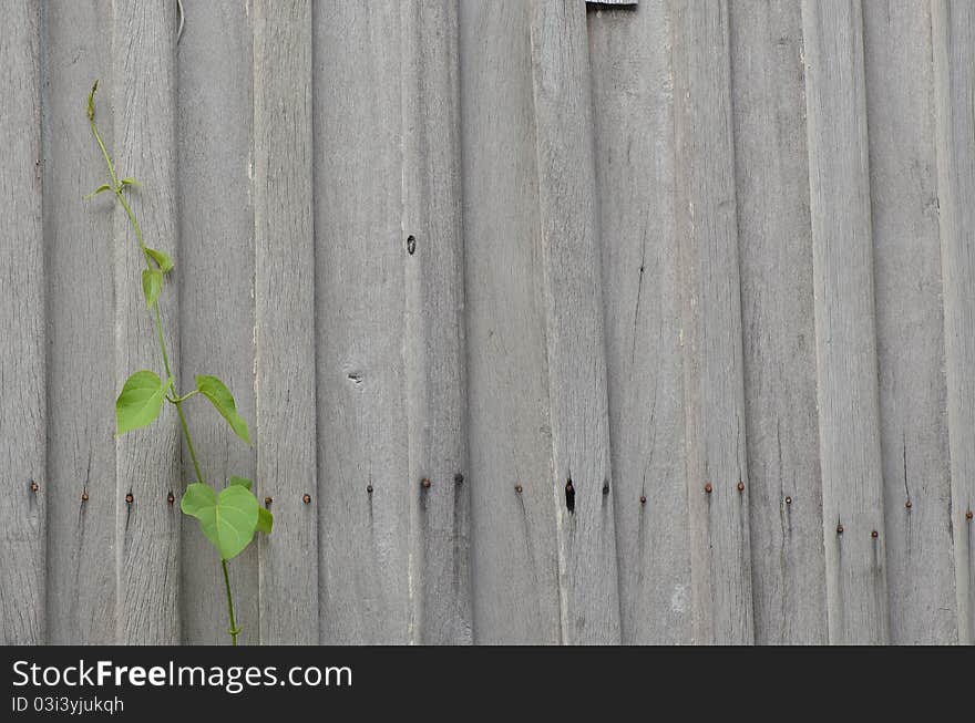 Climber on old wood wall