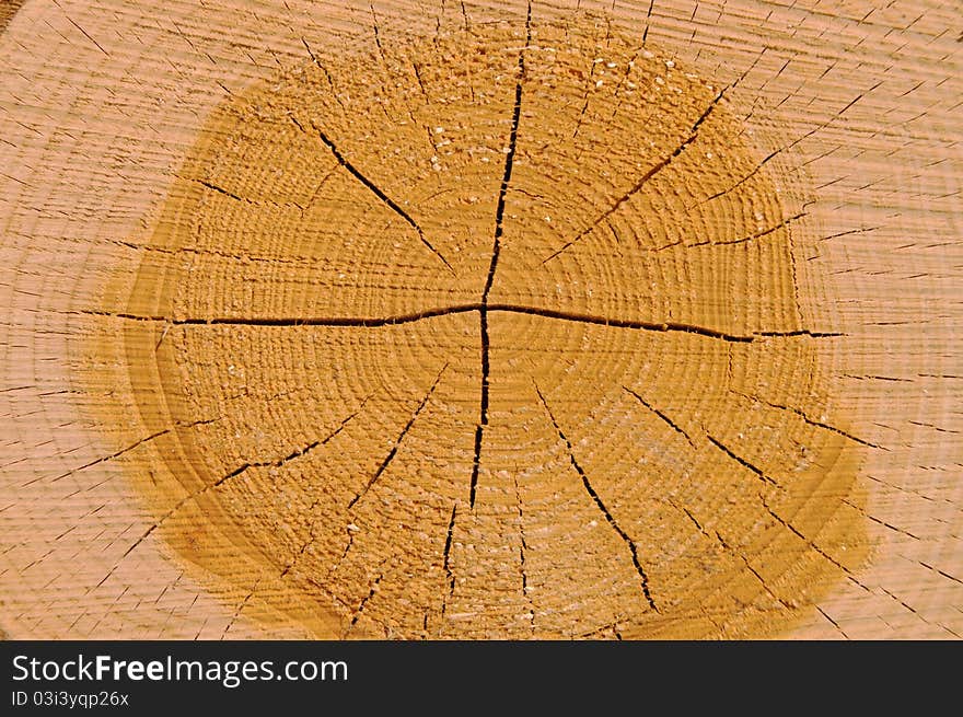 Piece of wood with visible rings