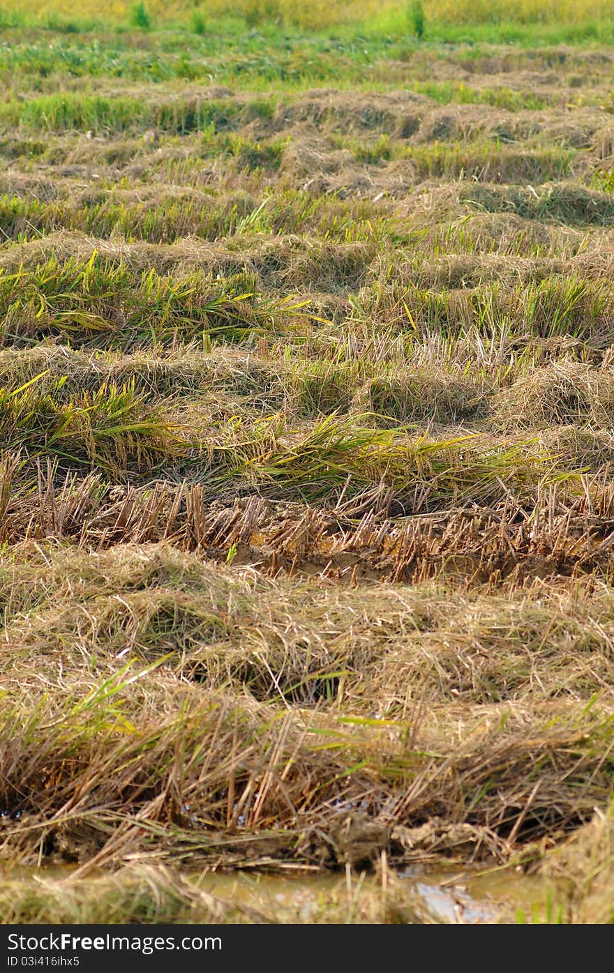 Paddy field cleared after harvest in full frame