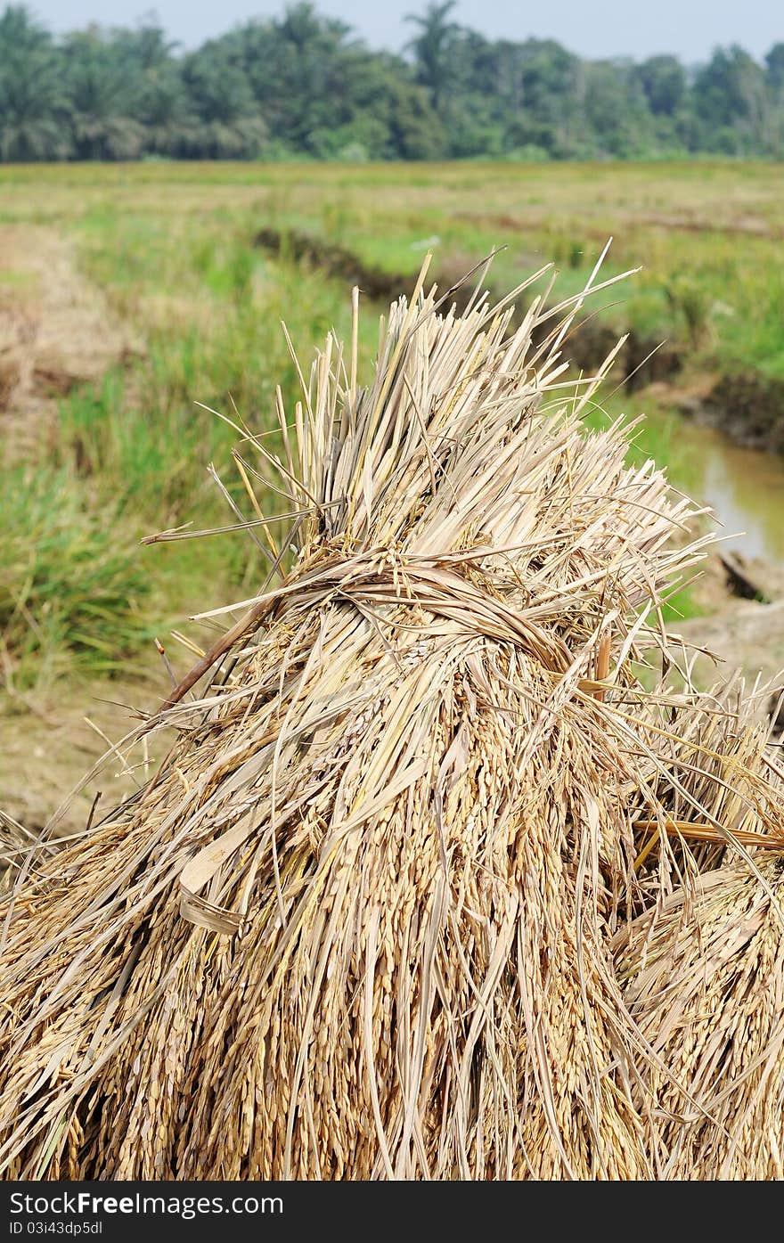 Rotten paddy tied up isolated green paddy field