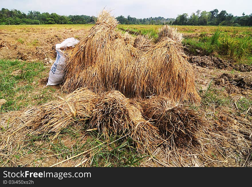 Rotten paddy