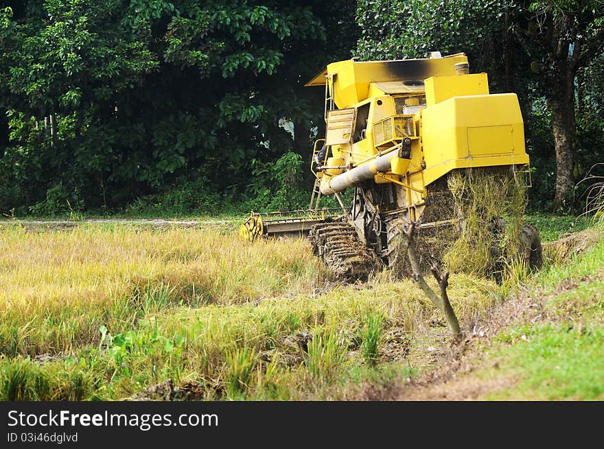 Harvesting paddy with harvesting machine