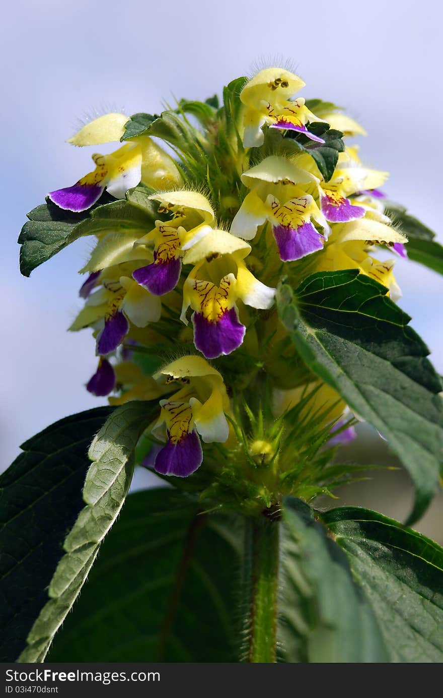 Close-up image of field flower. Close-up image of field flower