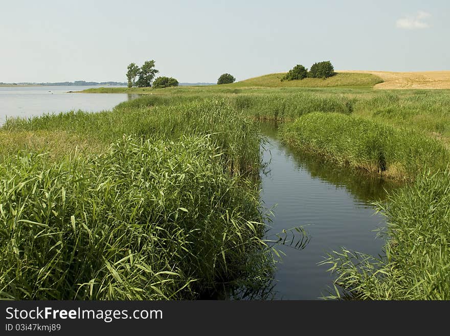 Landscape, coastline with green reed. Landscape, coastline with green reed