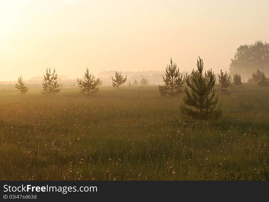 Yellow Fog