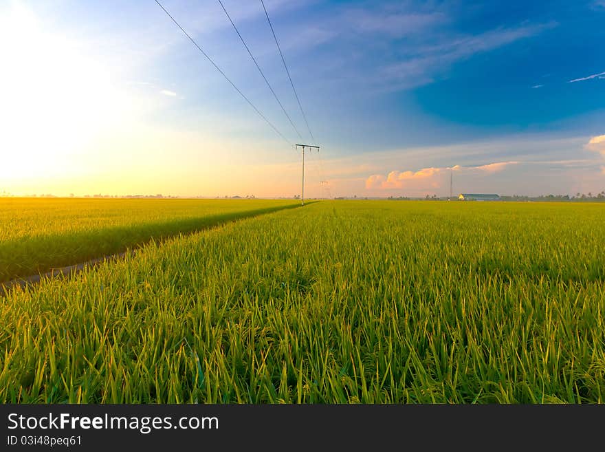 Paddy field in the morning