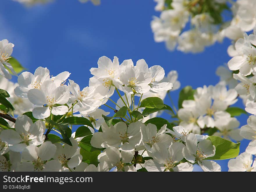 Macro of large white apple flowers