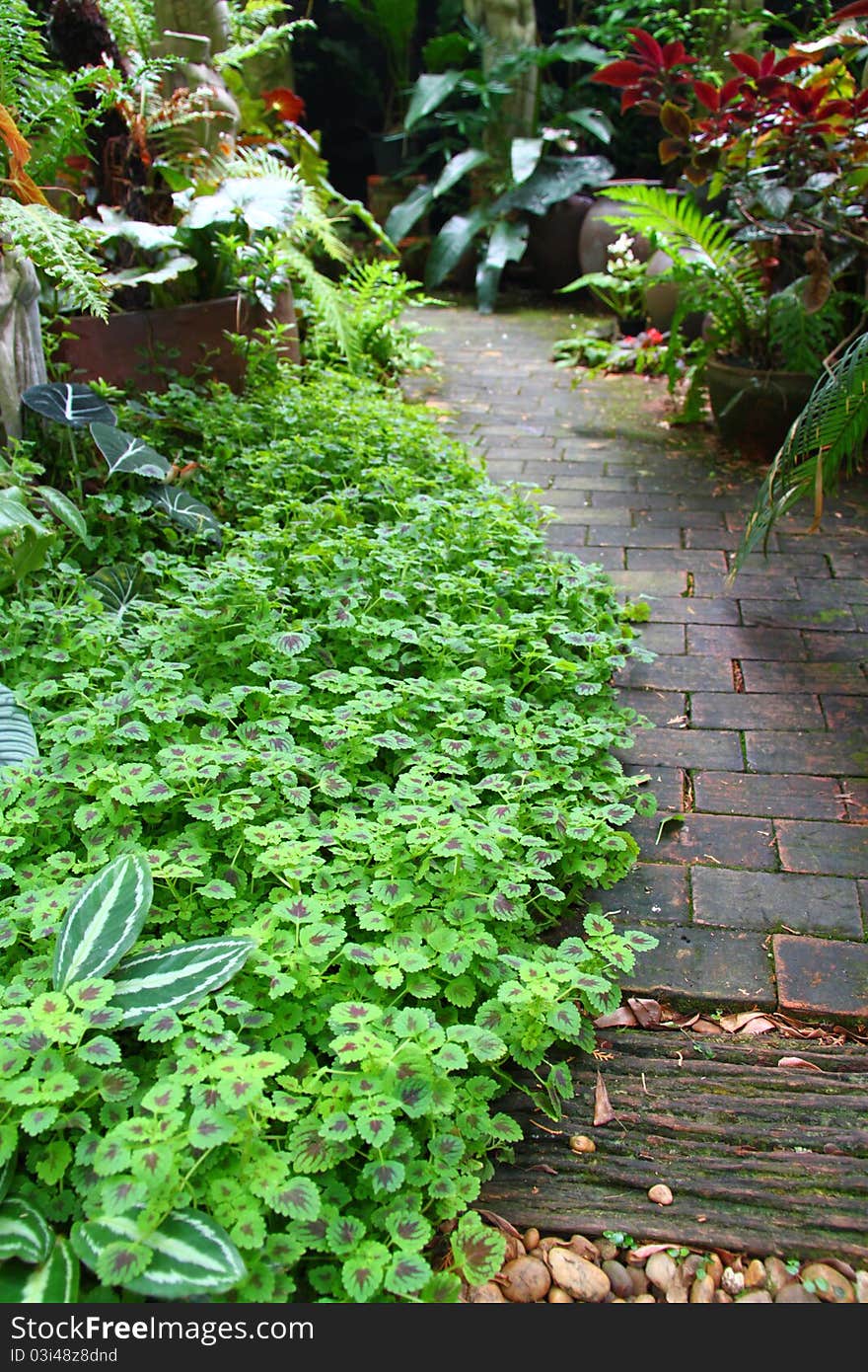 Stone pathway passing in  garden