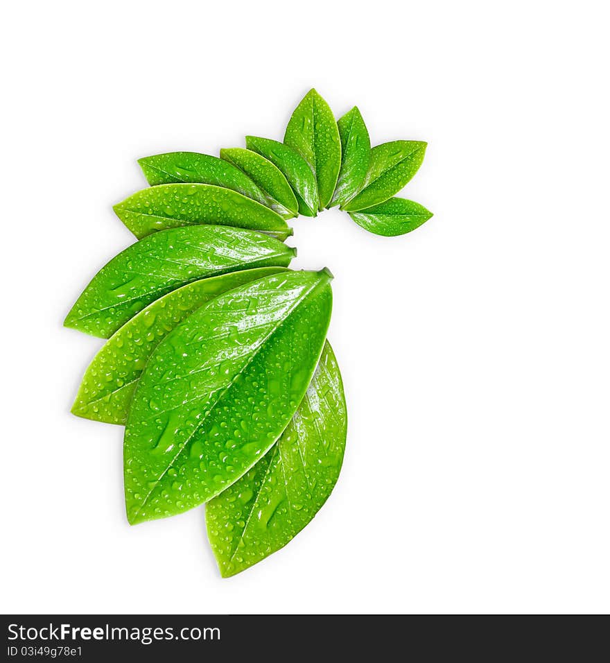 Young leaves isolated on paper