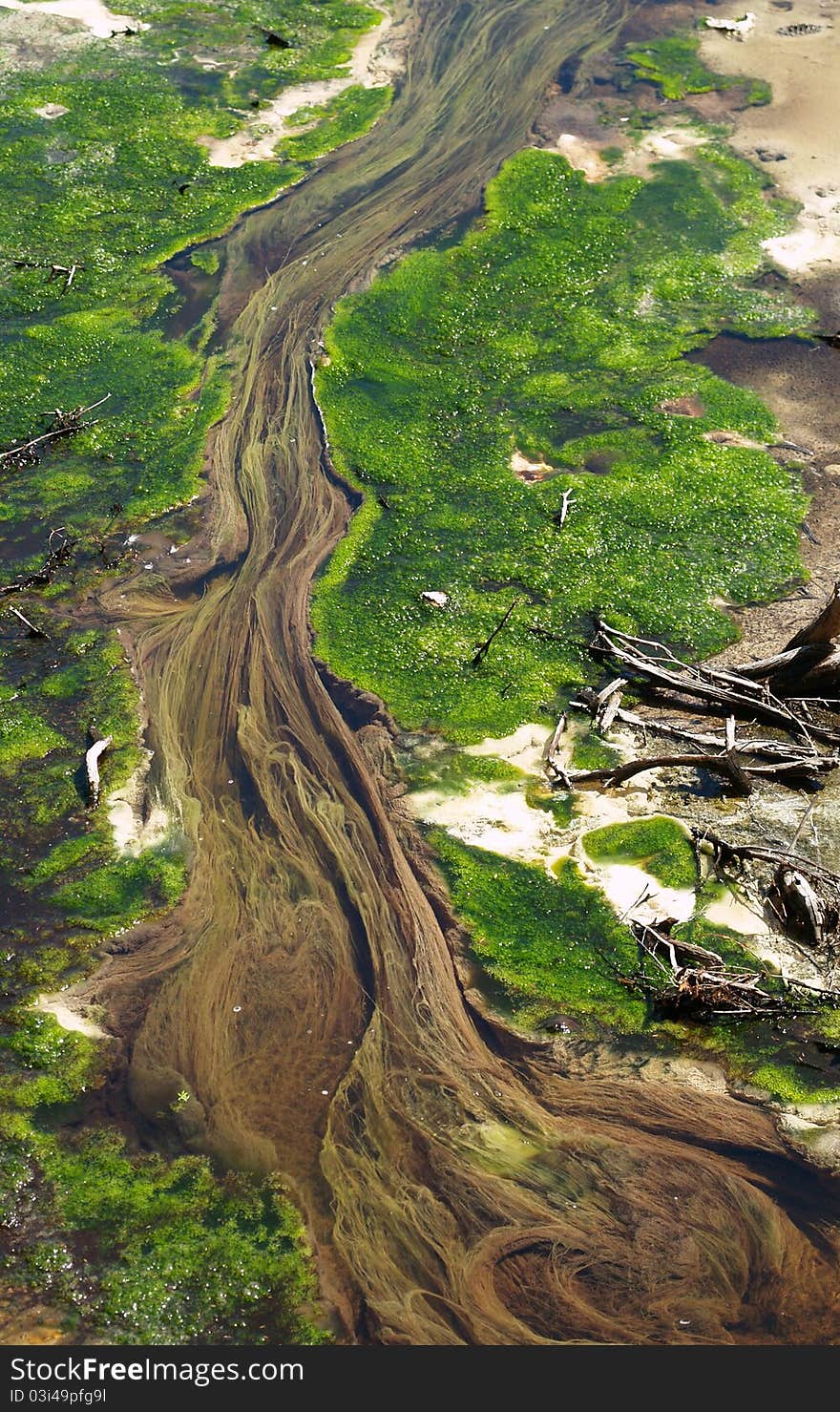 Thermal water weed, Waiotapu thermal area, New Zealand