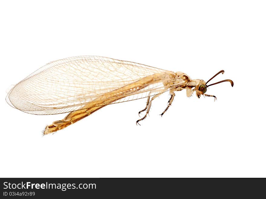 ant lion,myrmeleontidae, isolated on white background