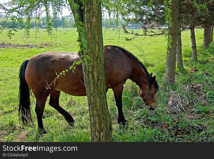 Grazing horses