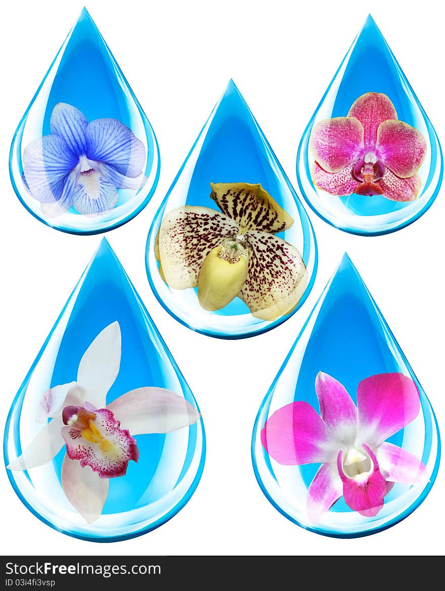 Beautiful orchids in water droplets