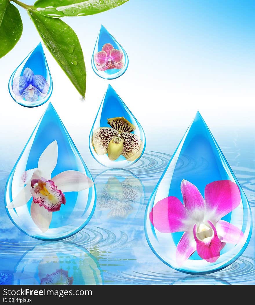 Beautiful orchids in water droplets