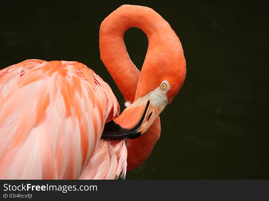 Red Flamingo