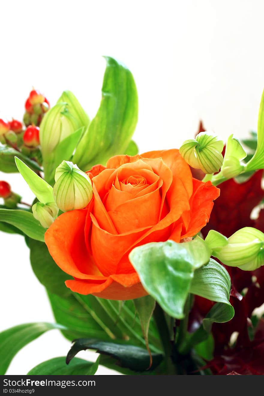 Beautiful Rose And Green Isolated On White