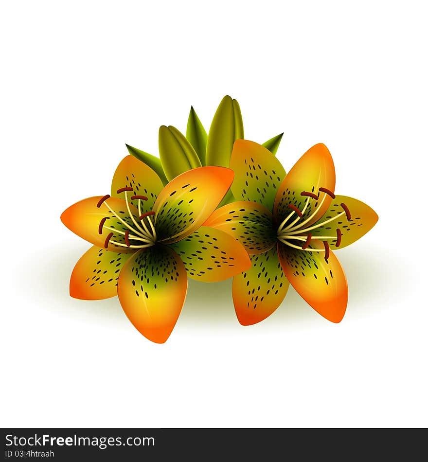 Bright lilies isolated on white background. Bright lilies isolated on white background