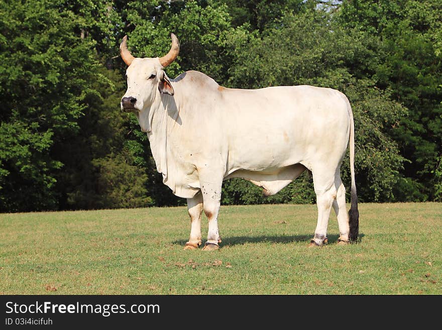 Mexican fighting bull standing in field in Mexico