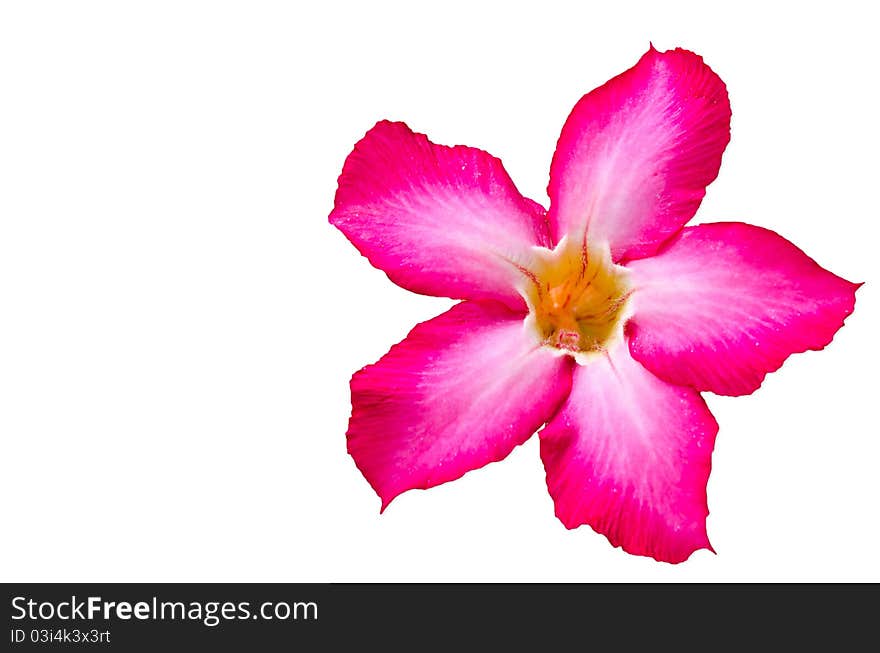 Desert Rose Flowers